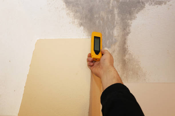Best Real Estate Mold Inspection  in Tuckerton, NJ