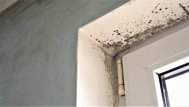 Trusted Tuckerton, NJ Mold Removal Experts
