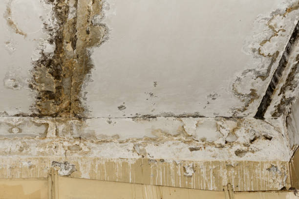Best Mold Removal for HVAC Installations  in Tuckerton, NJ