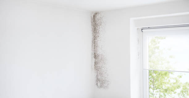 Best Industrial Mold Remediation  in Tuckerton, NJ