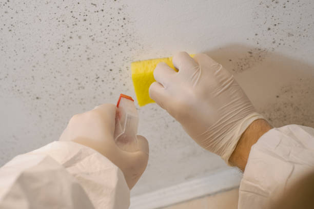 Best Commercial Mold Inspection  in Tuckerton, NJ