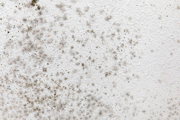 Best Environmental Consulting for Mold Prevention  in Tuckerton, NJ