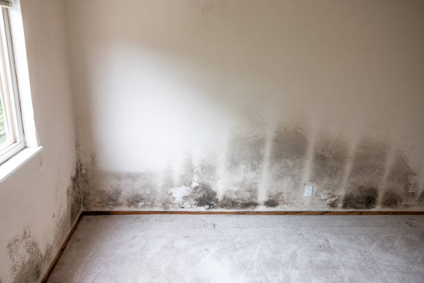 Best Water Damage & Mold Remediation  in Tuckerton, NJ