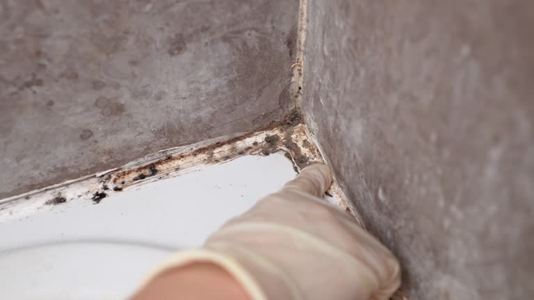 Mold Remediation for Rental Properties in Tuckerton, NJ